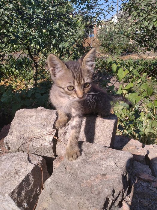 Кошенята безкоштовно