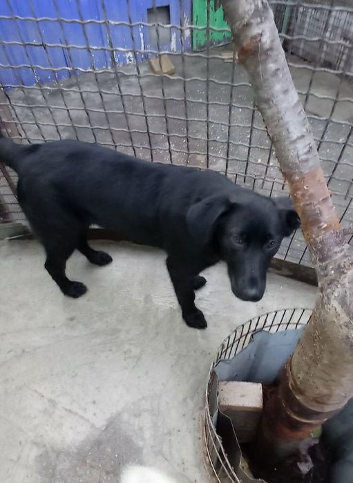 Отдам даром в добрые руки собачек метисы лабрадора