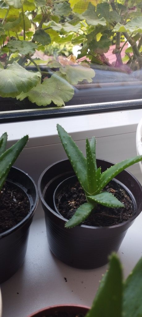 Roczne kaktusy.Piękne młode rośliny.wysylka minimum 3 rosliny