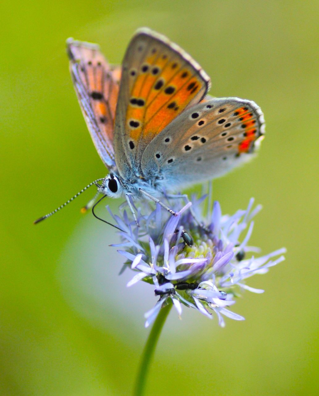 Canon eos 450d + tamron SP AF 90 mm f/2.8 Di Macro zestaw jak NOWY