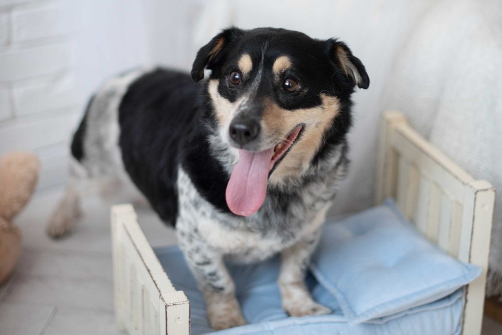 Sympatyczny, maleńki kierownik Gutek szuka miłości na zawsze.