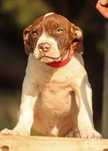 APBT Pit Bull   - White Devil - Old family Red Nose