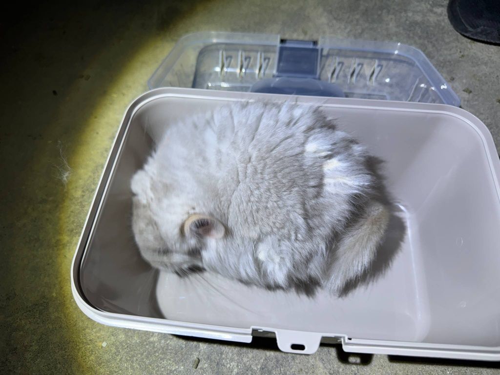 Szynszyl chinchilla beżowy Angora samica młoda