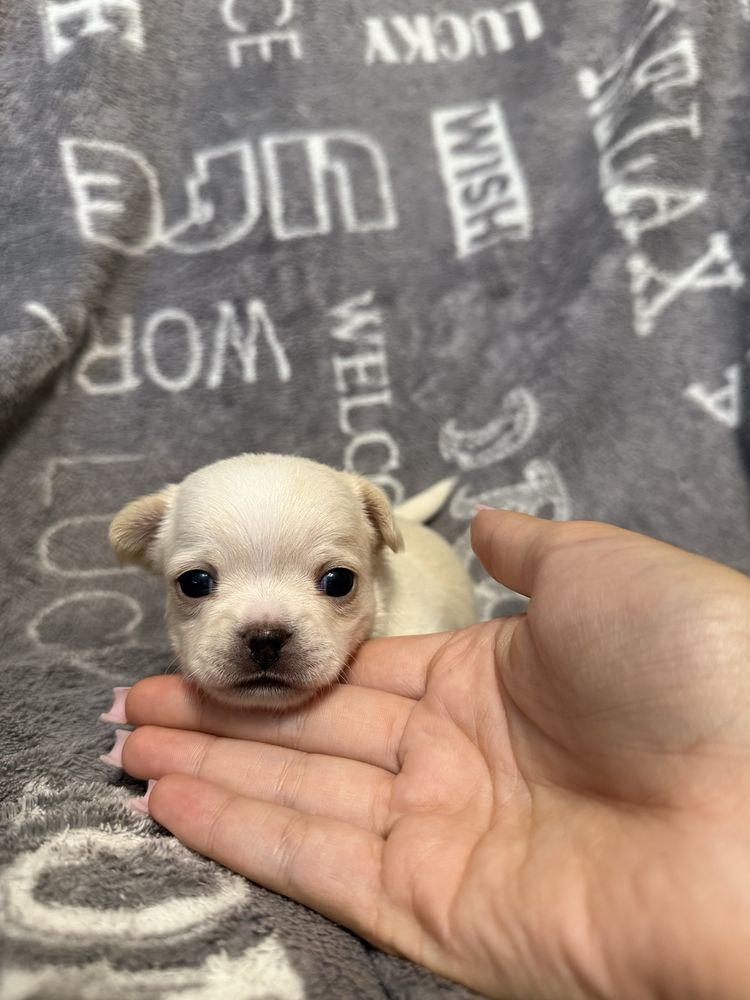 chihuahua krótkowłosa do rezerwacji