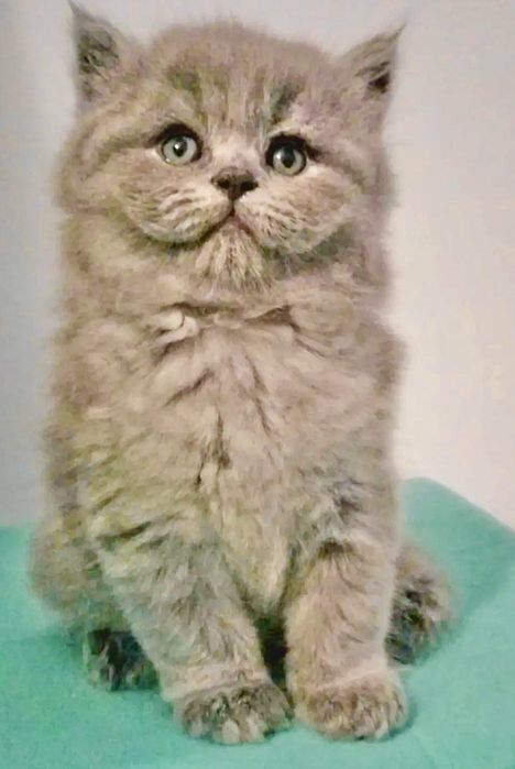 Fêmea British Longhair lilac