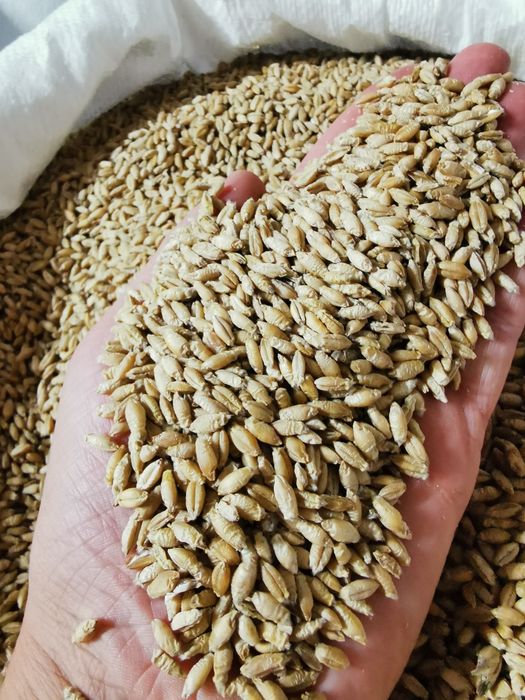 Pszenżyto ozime Tadeus