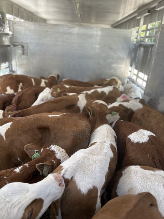 Byczki Cielęta Simental