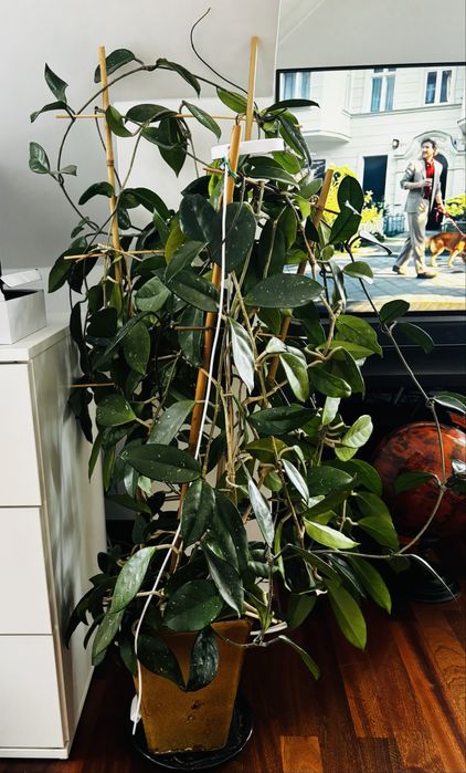 Duza Hoya 105 cm wysokosci