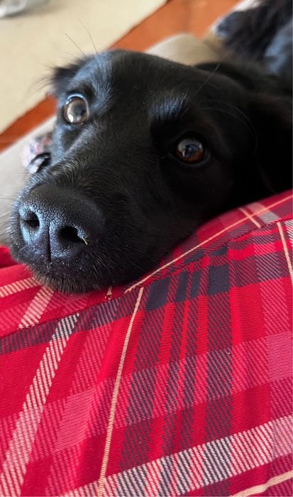 Adoção Responsável - Cadela