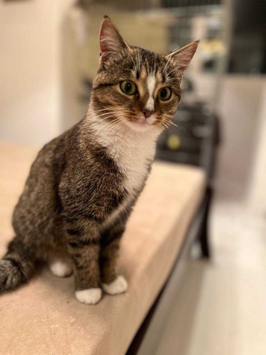 ніжна ,молоденька кицюня ,ще кошеня ,лагідна і акуратна