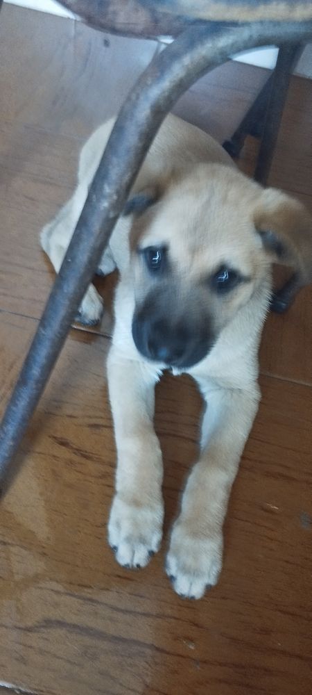 Cães para adoção,2 meses porte médio em Santa Maria da feira.