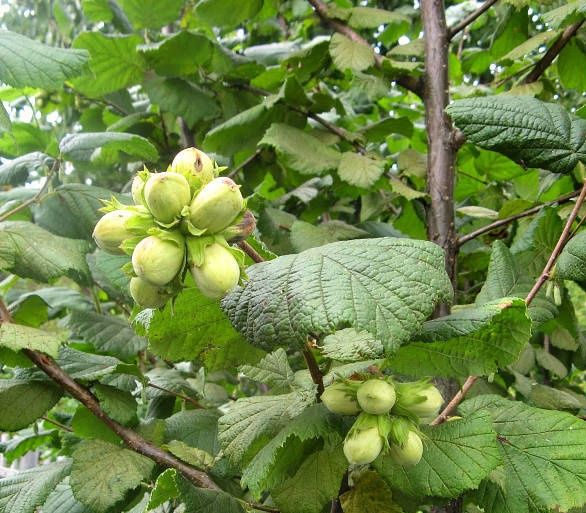 Саженцы фундука. Отправлю