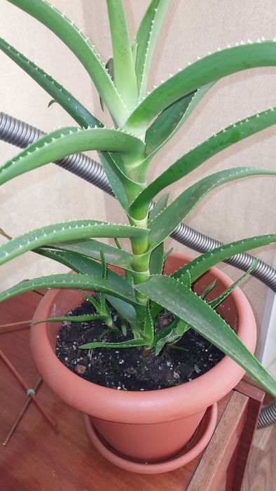 Алоє ,домашня квітка