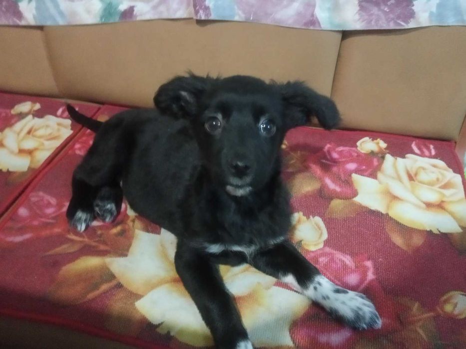 Отдам двух щенков