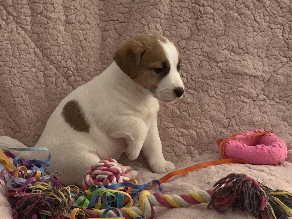 Jack Russell Terrier - LOP MACHO
