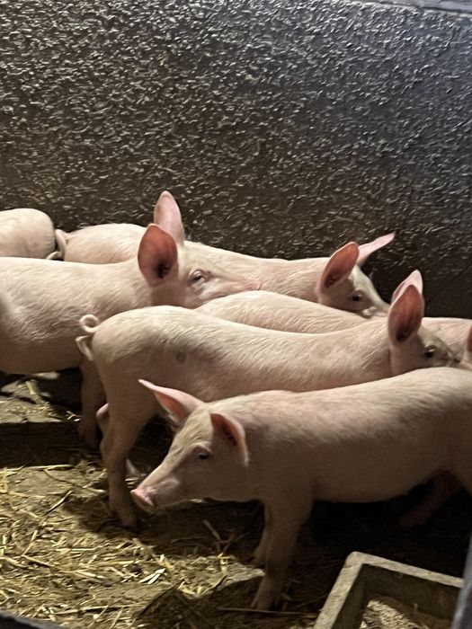 Продам поросята, ціна від 3500 грн.