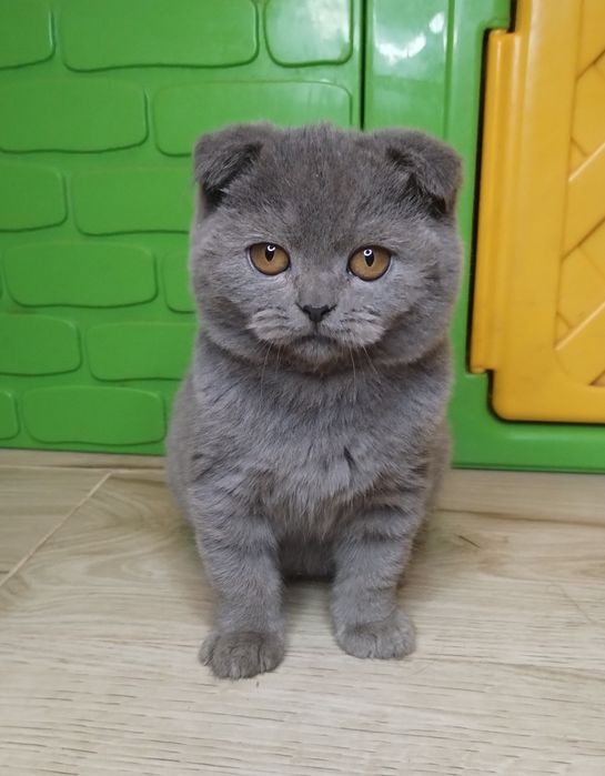 Чистокровна шотландська принцеса з ВАКЦИНАЦІЄЮ