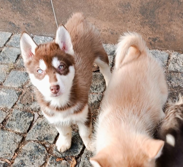 Шоколадного голубоокого