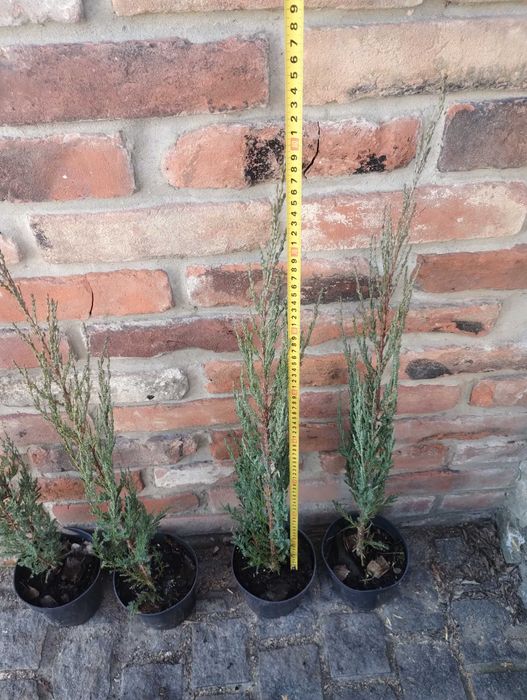 Блу Ерроу можжевельник ялівець Blue Arrow різні розміри в наявності