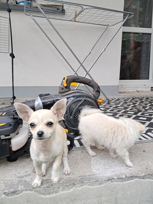 Piesek Chihuahua