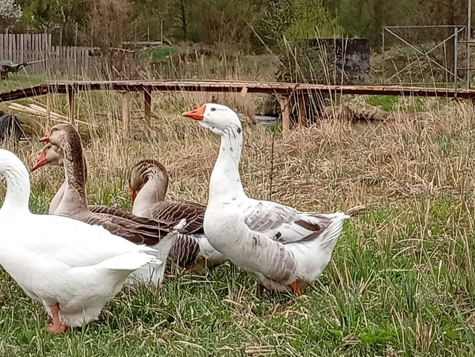 Gęsi w różnym wieku ekologiczne