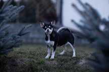 Chihuahua kolor Huski