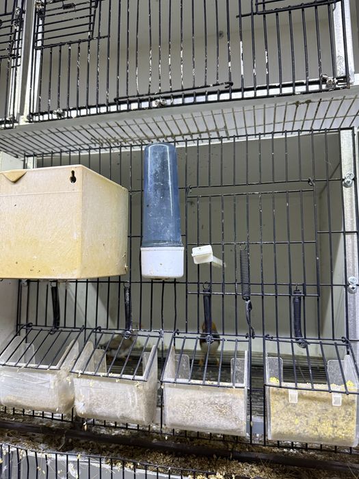 Periquitos mandarins  e gaiolas