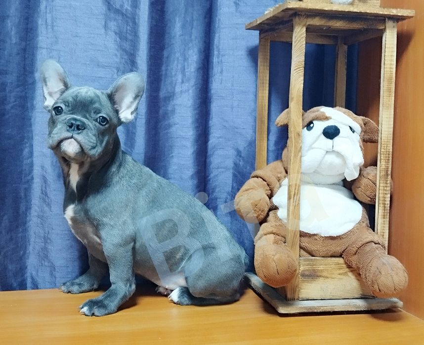 Французька булочка блакитного окрасу.