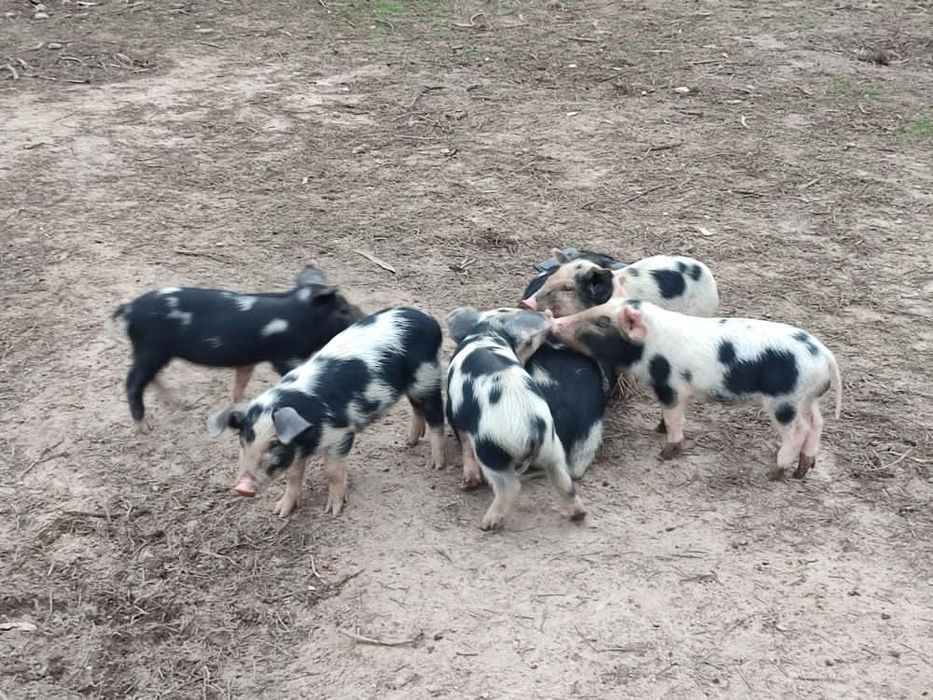 Malhados de Alcobaça