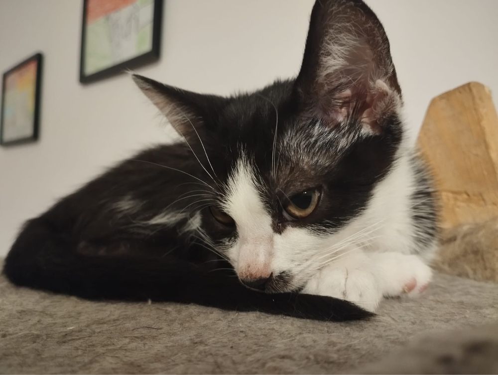 Malutka kotka Gapa do adopcji