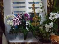 Саджанці орхідеї