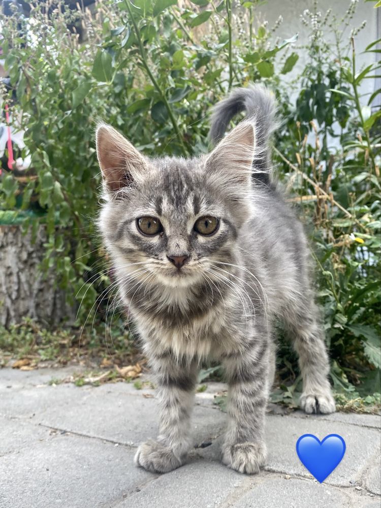 Кошенята в добрі руки (безкоштовно)