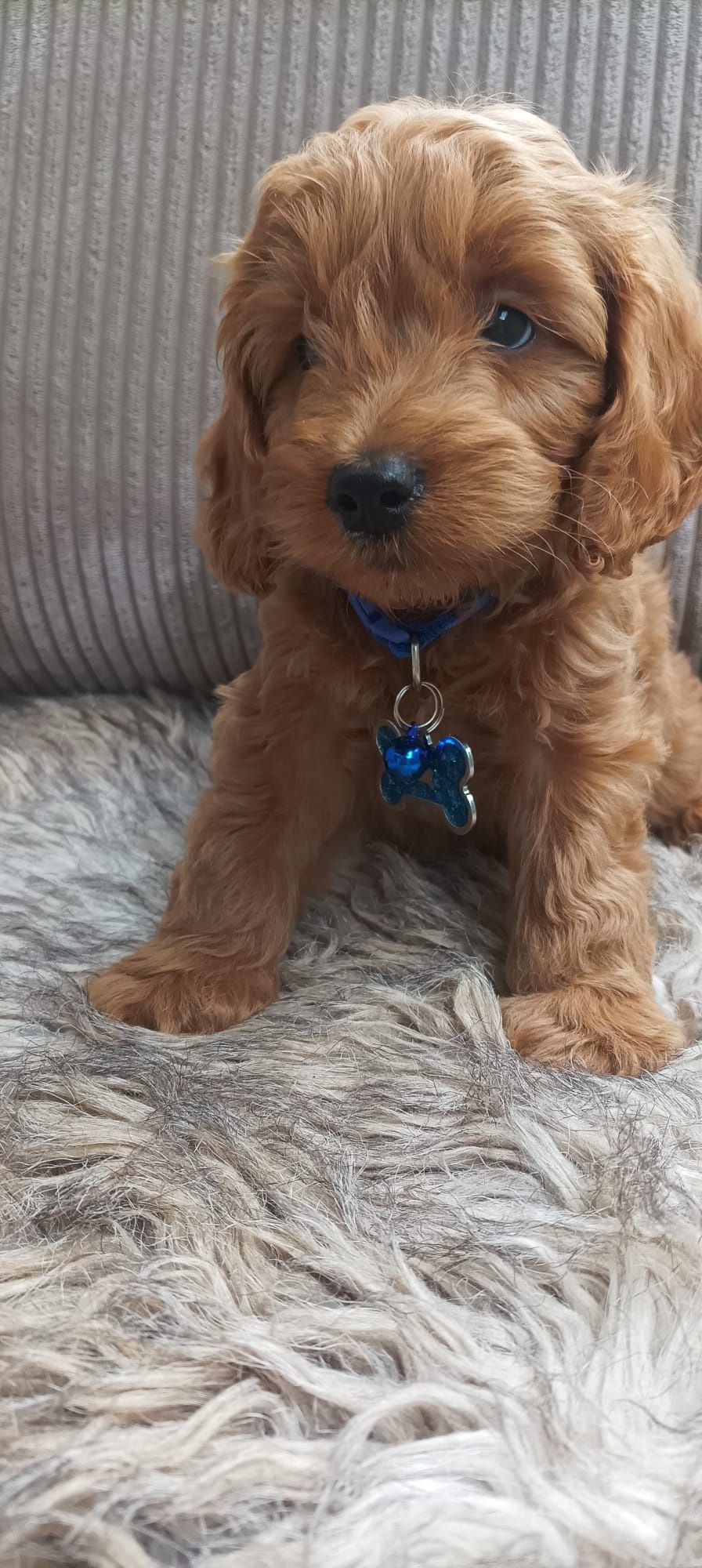 Cavapoo F1B Cavapoo&Pudel Miniaturowy