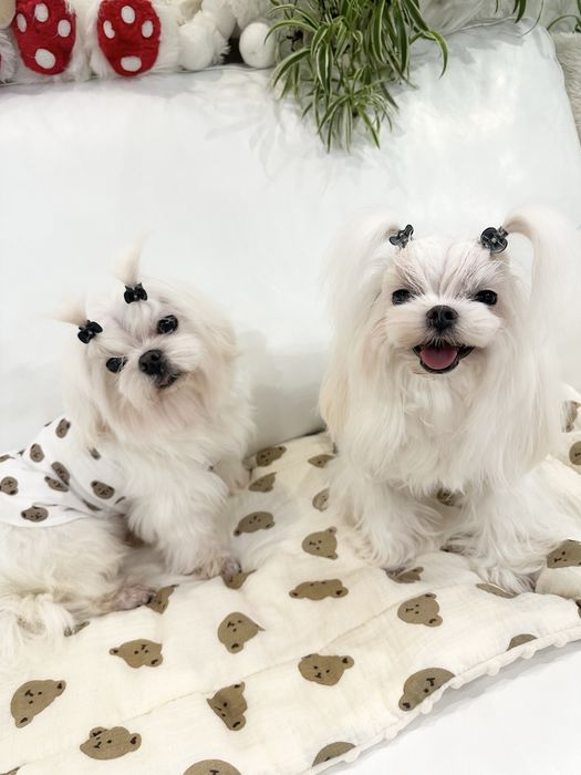 Самые красивые мальтезе у нас(Корея FCI)