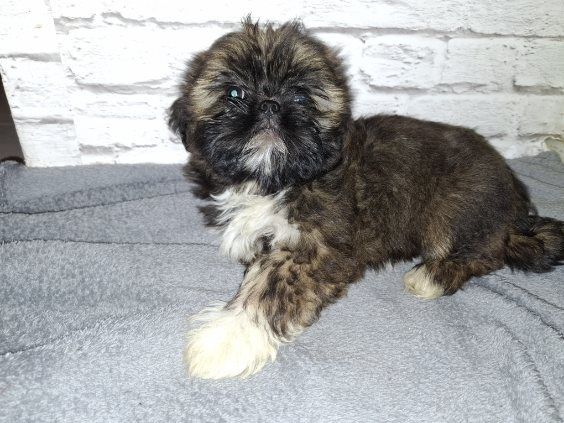 Suczka rasy SHIH TZU