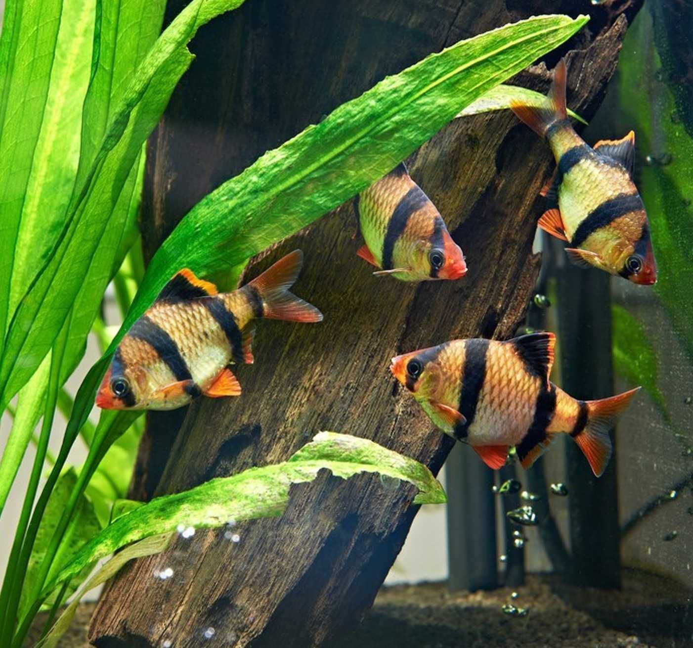 Brzanka sumatrzańska - Puntigrus tetrazona - wysyłka cała Polska