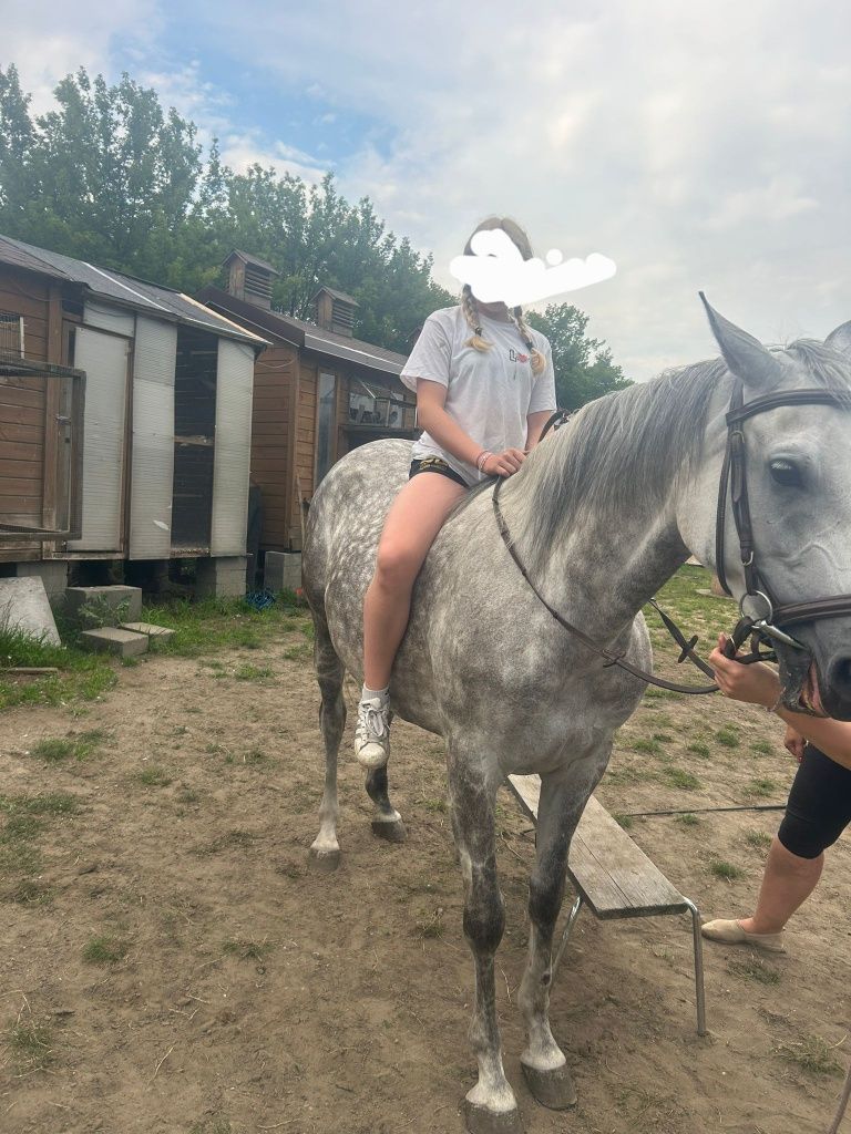 Klacz Małopolska Szpak