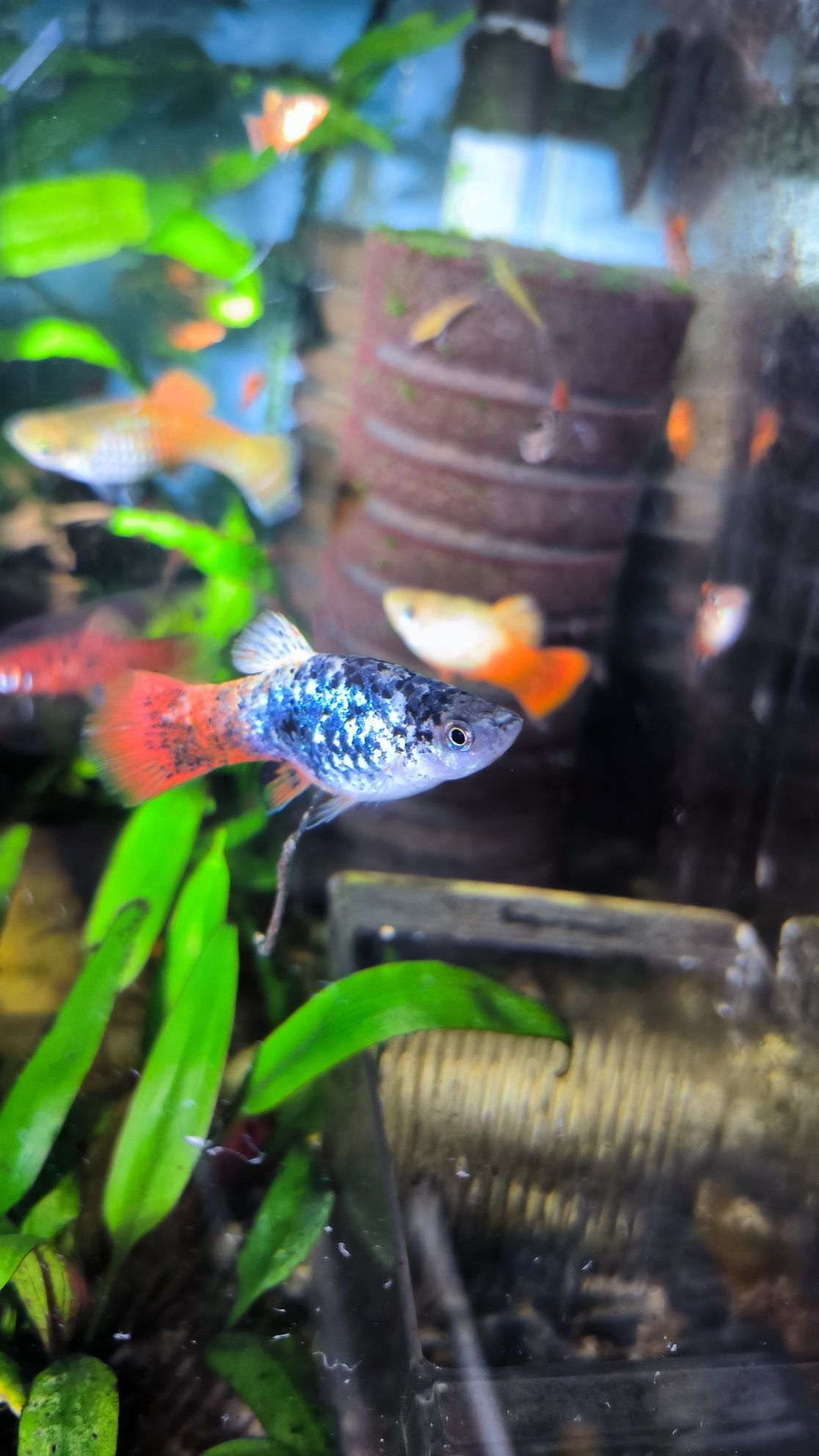 Peixe platy juvenil