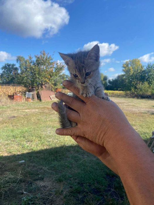 Котики трьох місячні