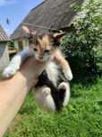 Котики в добрі руки