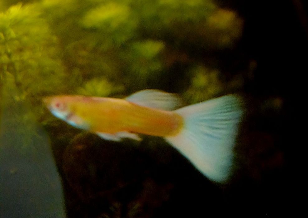 Gupik Albino Full white Platinum (samce)