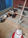 Kochin kochiny młode pary z tego roku