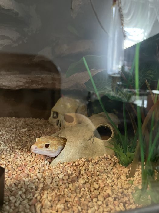 Gekon lamparci z terrarium