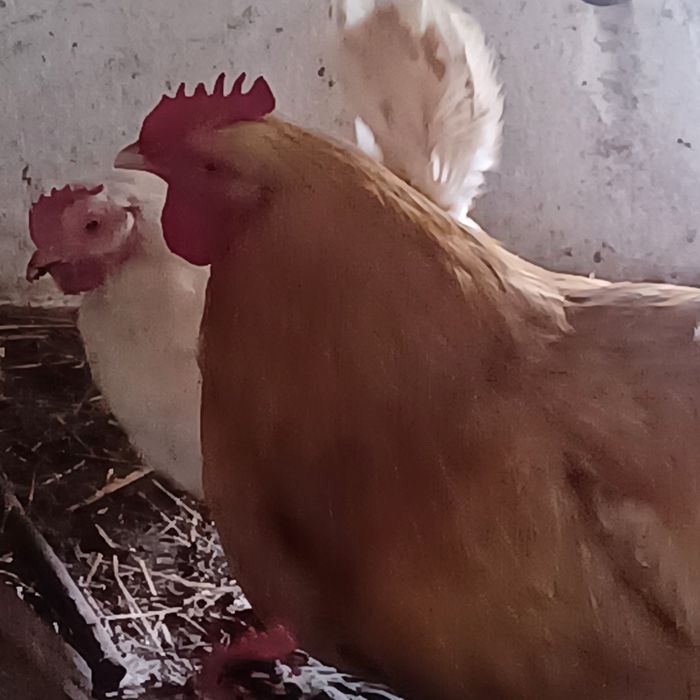 Sprzedam  koguta  orpintona