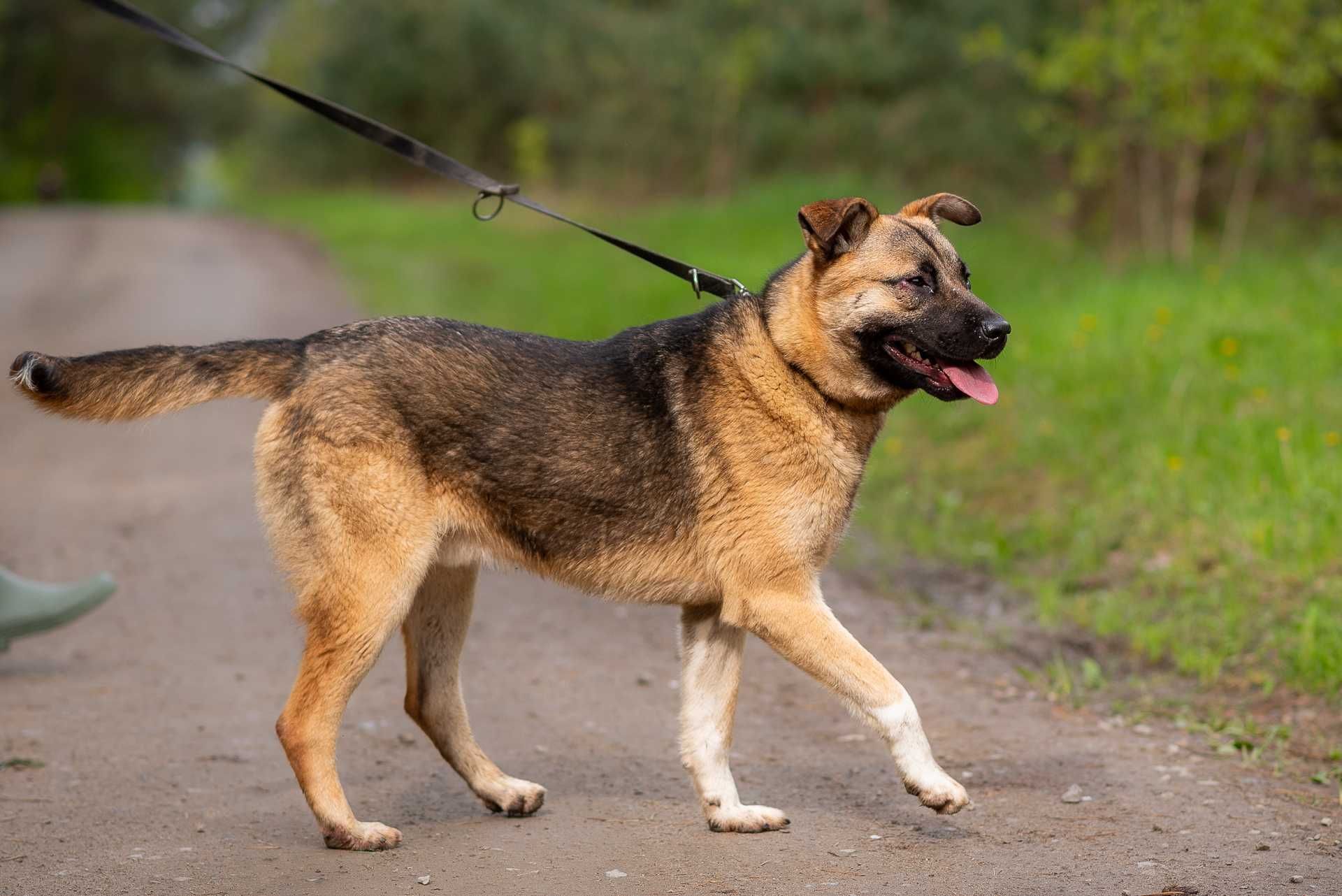 SZPAJRO - młody wesoły psiak, bardzo proludzki, poleca się do adopcji