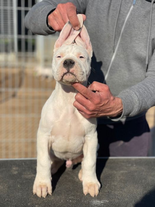 Dogo Argentino Cachorro