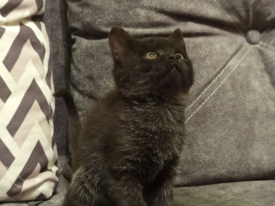 Кішечка  шукає люблячу родину