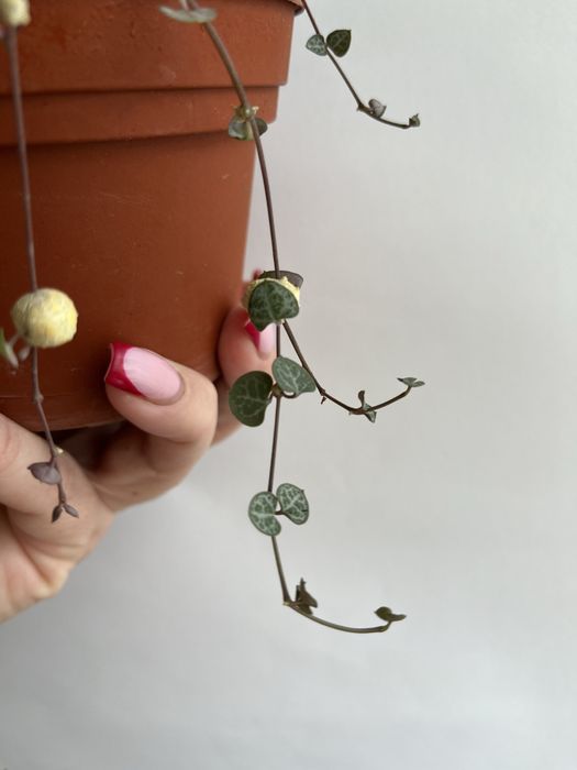 Церопегія Вуду варієгатна