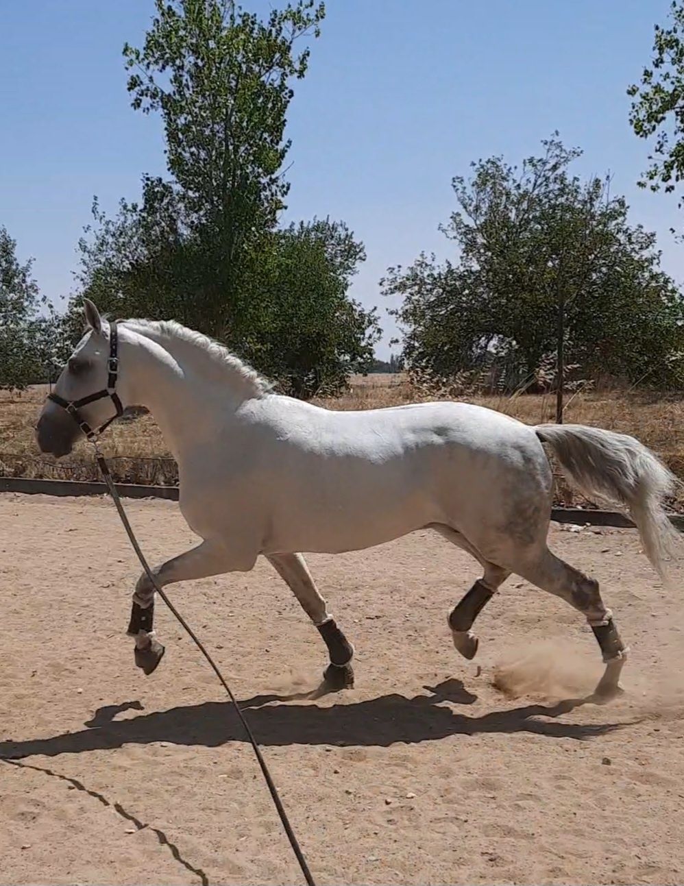 Cavalo Lusitano - Dressage