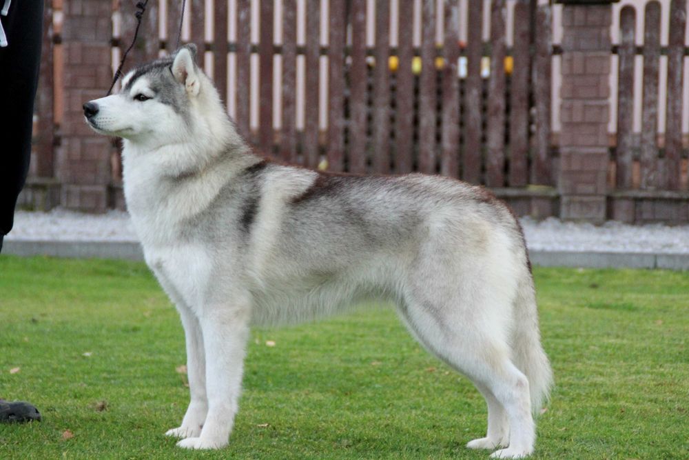 Szczenie piesek Siberian Husky,  samiec  odbiór grudzień  ZKwP/FCI